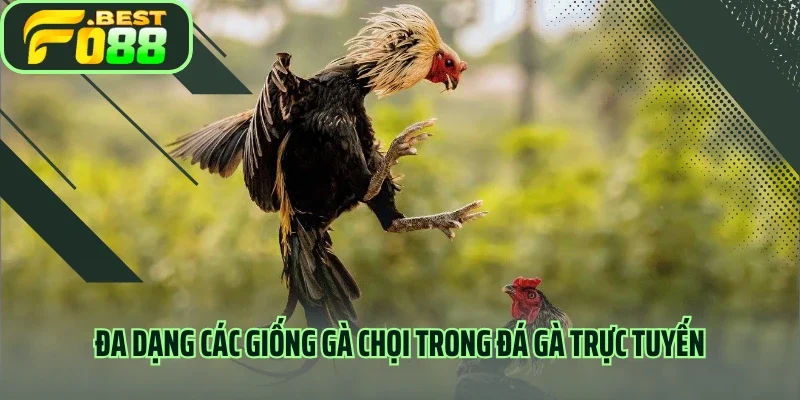Đa dạng các giống gà chọi trong đá gà trực tuyến 